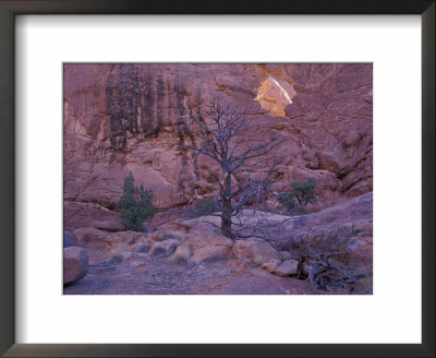 Garden Of Eden, Tree With Arch, Arches National Park, Utah, Usa by Jamie & Judy Wild Pricing Limited Edition Print image