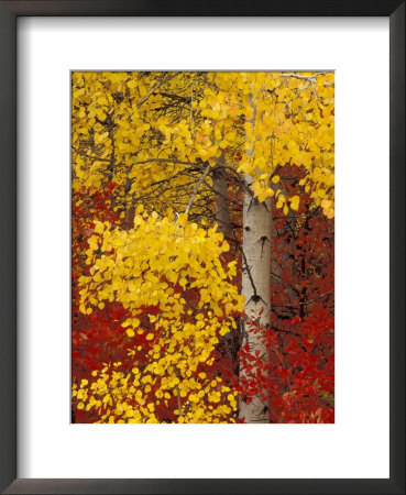 Aspen Trees With Golden Leaves, Wenatchee National Forest, Washington, Usa by Jamie & Judy Wild Pricing Limited Edition Print image