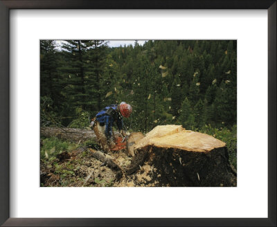 Logging Near Salmon, Idaho by Joel Sartore Pricing Limited Edition Print image