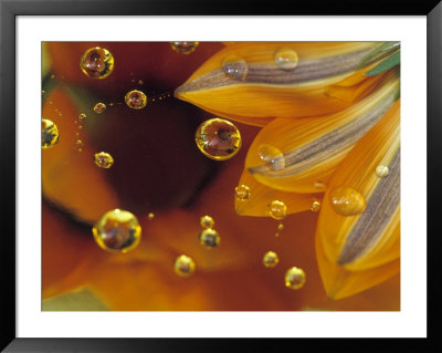 Petals On Mylar Surface With Dew Drops by Nancy Rotenberg Pricing Limited Edition Print image