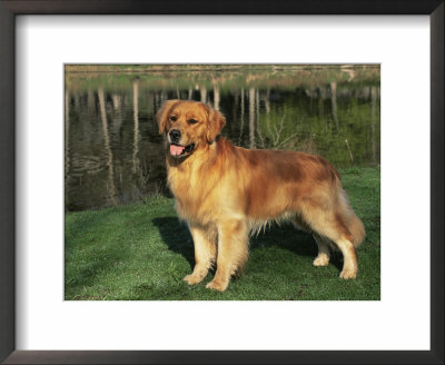 Golden Retriever (Canis Familiaris) Illinois, Usa by Lynn M. Stone Pricing Limited Edition Print image