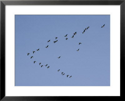 Forming A Huge V, Canada Geese Migrate South by Joseph H. Bailey Pricing Limited Edition Print image