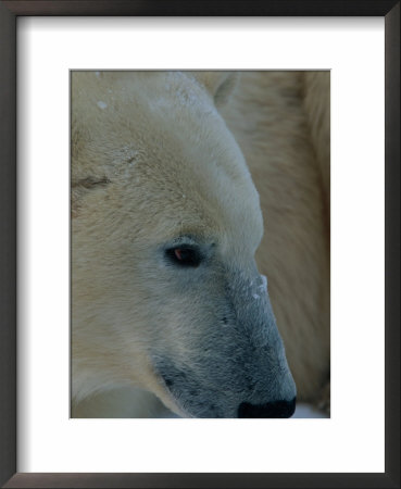 A Close-View Photograph Of A Polar Bear (Ursus Maritimus) In Profile by Norbert Rosing Pricing Limited Edition Print image