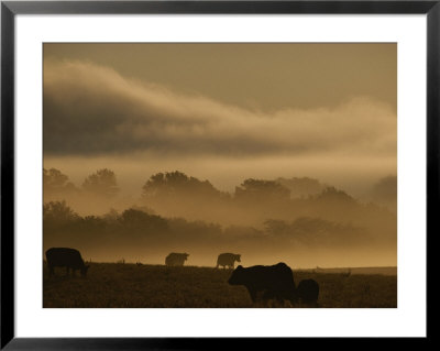 Cows Are Silhouetted In A Field Against Fog-Covered Trees At Dawn by Sam Kittner Pricing Limited Edition Print image