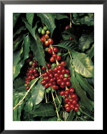 Coffee Beans On Tree, Costa Rica by Inga Spence Pricing Limited Edition Print image