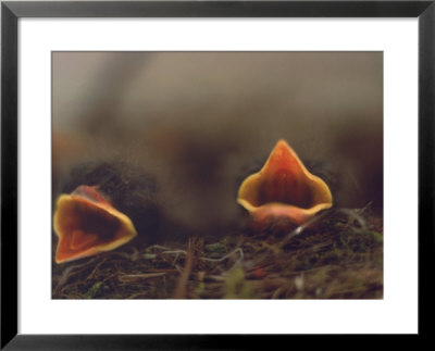 Birds, Newborn Phoebe by Lauree Feldman Pricing Limited Edition Print image