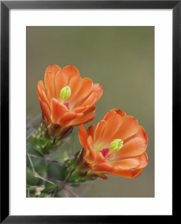 Claret Cup Cactus Blooming, Uvalde County, Hill Country, Texas, Usa by Rolf Nussbaumer Pricing Limited Edition Print image
