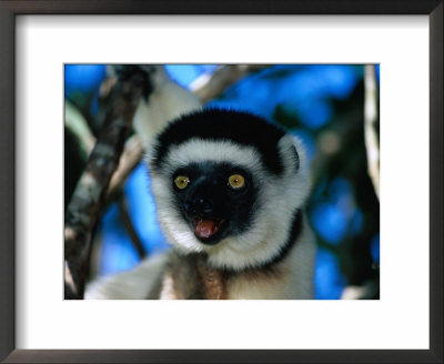 Verreaux's Sifaka (Propithecus Verreauxi Verreauxi) In Nahampoana Reserve, Toliara, Madagascar by Karl Lehmann Pricing Limited Edition Print image