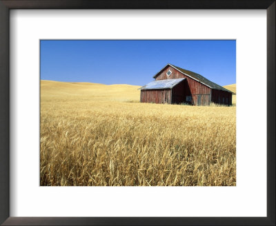 Old Barn In Wheatfield Near Harvest Time, Whitman County, Washington, Usa by Julie Eggers Pricing Limited Edition Print image
