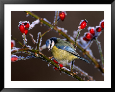 Blue Tit In Winter, United Kingdom by David Tipling Pricing Limited Edition Print image