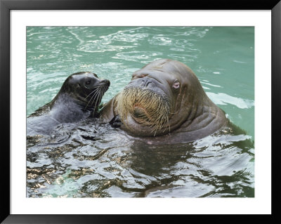 A Walrus Plays Water Games With A Friendly California Sea Lion by Joseph H. Bailey Pricing Limited Edition Print image