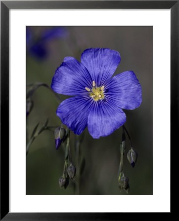 Blue Flax, Belmar Park, Colorado by Robert Franz Pricing Limited Edition Print image
