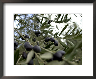 Close-Up Of Tree In Umbria by Fabrizio Cacciatore Pricing Limited Edition Print image