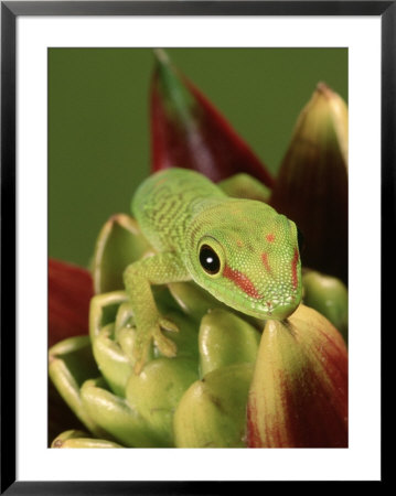 Madagascar Day Gecko, Madagascar by Marian Bacon Pricing Limited Edition Print image