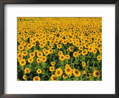 Field Of Sunflowers, Provence, Vaucluse, France by Bruno Morandi Pricing Limited Edition Print image