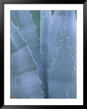 Leaves Of Agave Plant, Arizona-Sonora Desert Museum, Tucson, Arizona, Usa by John & Lisa Merrill Pricing Limited Edition Print image