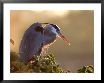 Great Blue Heron Perches On A Tree At Sunrise In The Wetlands, Wakodahatchee, Florida, Usa by Jim Zuckerman Pricing Limited Edition Print image