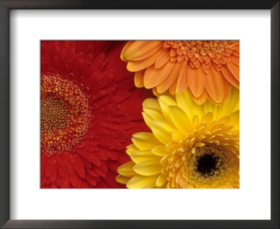 Gerbera by Daisy Gilardini Pricing Limited Edition Print image