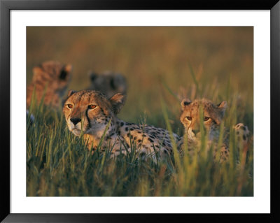 A Group Of African Cheetahs Resting In The Grass by Chris Johns Pricing Limited Edition Print image