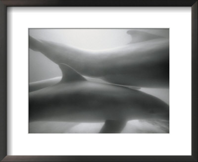 Two Dolphins by Henry Horenstein Pricing Limited Edition Print image