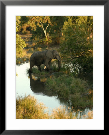 African Elephant - Kruger National Park, South Africa by Keith Levit Pricing Limited Edition Print image