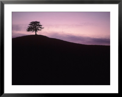 Silhouette Of Tree, Tuscany, Italy by Kindra Clineff Pricing Limited Edition Print image