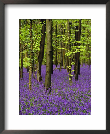 Bluebells In A Beech Wood, West Stoke, West Sussex, England, Uk by Pearl Bucknell Pricing Limited Edition Print image