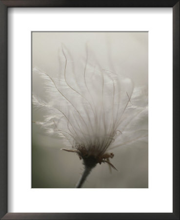 Close View Of A Feathery Seed Pod by Michael Melford Pricing Limited Edition Print image
