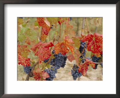 Autumn Colours In A Vineyard, Barbera Grape Variety, Barolo, Serralunga, Piemonte, Italy, Europe by Michael Newton Pricing Limited Edition Print image