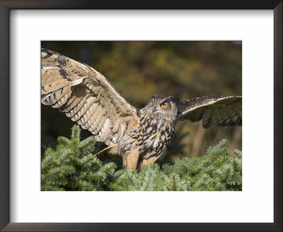 European Eagle Owl, Bubo Bubo, Female, Captive, World Owl Trust, Muncaster Castle, Cumbria by Steve & Ann Toon Pricing Limited Edition Print image