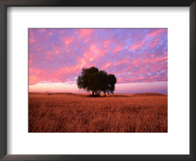 Sunset Over Lone Tree In Paddock, Rochester, Australia by Will Salter Pricing Limited Edition Print image
