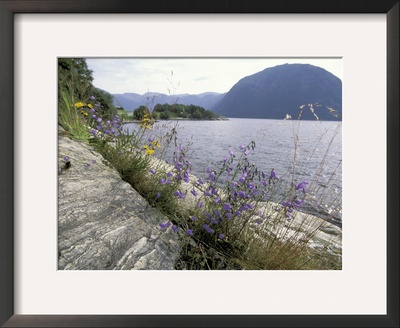 Wildflowers Along Sognefjord Near Vadheim, Norway by Paul Souders Pricing Limited Edition Print image