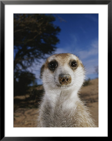 A Close View Of An Adult Meerkat (Suricata Suricatta) by Mattias Klum Pricing Limited Edition Print image