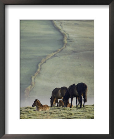 Moor Ponies by Sam Abell Pricing Limited Edition Print image