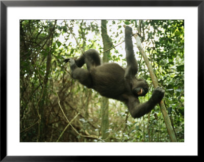 A Gorilla Swinging From A Vine by Michael Nichols Pricing Limited Edition Print image
