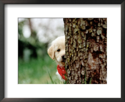 6-Week-Old Golden Retriever Puppy Hiding Behind Tree by Frank Siteman Pricing Limited Edition Print image