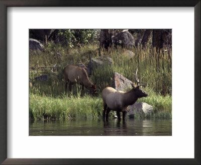 Moose In Yellowstone River, Yellowstone National Park, Wy by Bruce Clarke Pricing Limited Edition Print image