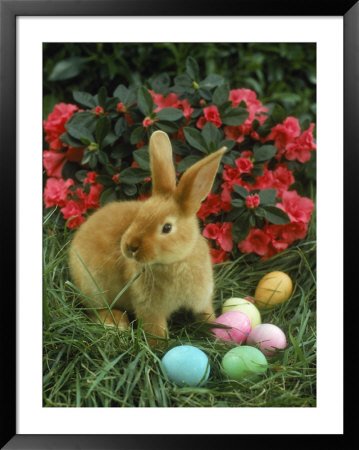 Rabbit Sitting Near Easter Eggs by Richard Stacks Pricing Limited Edition Print image