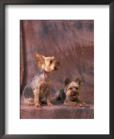 Studio Portraits Of Two Yorkshire Terriers, One Lying Down And The Other Sitting Up And Looking Up by Adriano Bacchella Pricing Limited Edition Print image