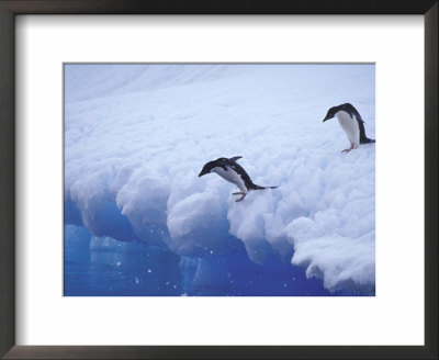 Adelie Penguins Dive From An Iceberg, Antarctica by Hugh Rose Pricing Limited Edition Print image