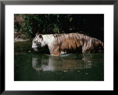 White Tiger Walking Through Pool Of Water In Zoo, India by Jane Sweeney Pricing Limited Edition Print image