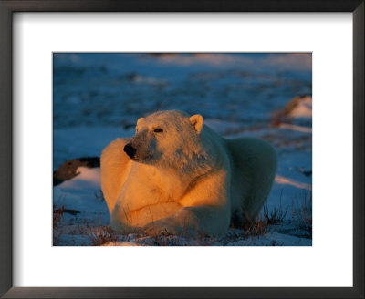 An Adult Polar Bear (Ursus Marititmus) At Ease by Norbert Rosing Pricing Limited Edition Print image