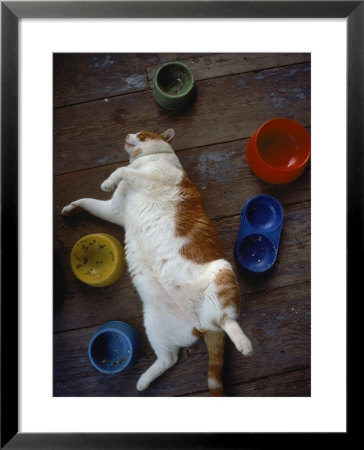 Cat Sleeping On Its Back by Chris Rogers Pricing Limited Edition Print image