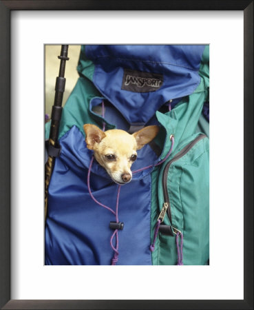 Dog In Backpack, Vernazza, Cinque Terre, Italy by Stephen Saks Pricing Limited Edition Print image