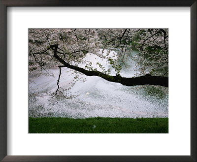 A Cherry Blossom Tree Branch Hangs Above The Imperial Palace Moat by Michael S. Yamashita Pricing Limited Edition Print image