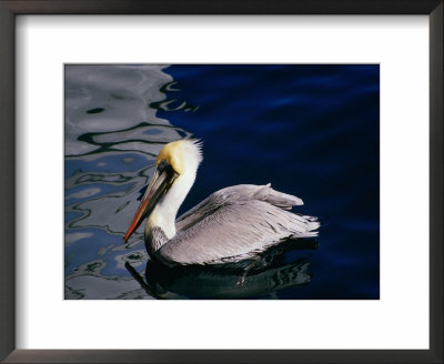 Brown Pelican (Pelecanus Occidentalis) Near Wharf, San Francisco, United States Of America by Chris Mellor Pricing Limited Edition Print image
