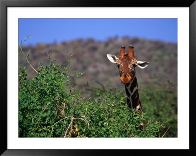 Reticulated Giraffe Peering Over Bush, Looking At Camera, Samburu National Reserve, Kenya by Anders Blomqvist Pricing Limited Edition Print image