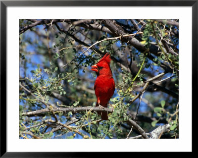 Red Cardinal In Arizona by Carol Polich Pricing Limited Edition Print image