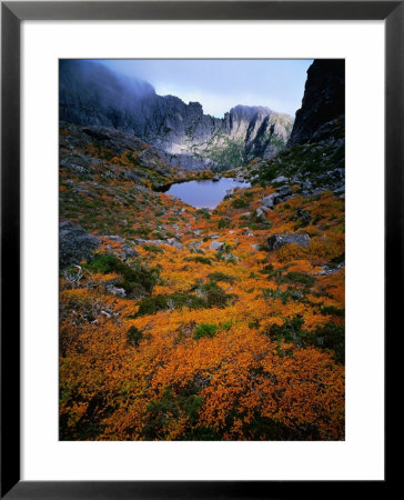 Deciduous Beech On Tasmania's West Coast Range, Tasmania, Australia by Rob Blakers Pricing Limited Edition Print image