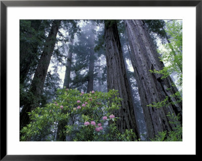 Coast Trail, Redwoods And Rhododendrons, Del Norte Coast State Park, California, Usa by Jamie & Judy Wild Pricing Limited Edition Print image